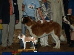 BIS Junior - ORYA DU GRAND SAINT BERNARD 