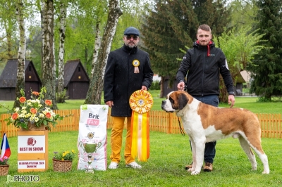 Ch. BIS. BISS. JBIS. JBISS. Viktor od Strážců hor - BEST IN SHOW