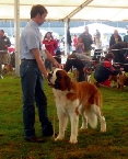 Bernegarden´s Wish Upon A Star - CAJC, Junior BOB, BOB