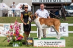 C.I.B. Viktor od Strážců hor - BEST IN GROUP