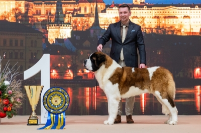 JCh. Napoleon od Strážců hor - JUNIOR BEST IN SHOW