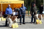 1. Ch. Drab Suchogórski Raj, 2. Ch. Harley v.Kuseler Musikantenland