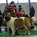 Petit Olijar - V1, CAC, Národní vítěz