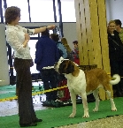 Jch. Bára z Férova dvora - V1