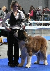 Champion Boy Jurastic Bernaros