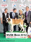 WUSB CHAMPION 2012 (shorthaired female)