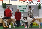 krátkosrsté feny - tř. vítězů (1. Ch. Brenda od Klášterních lesů, 2. Ch. Carina Mańkowa Zagroda)