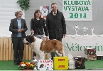 dlouhosrstý klubový vítěz - fena (Ch. Baronesa od Klášterních lesů)