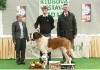 Vítěz klubové výstavy - BEST IN SHOW (JCh. Lord od Strážců hor)