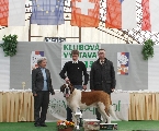 Vítěz klubové výstavy - BEST IN SHOW (JCh. Lord od Strážců hor)