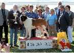 JCH. Lord od Strážců hor - BEST IN SHOW