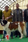 Ch. Kevin z Dobruské stáje (pes tř. vítězů - V1, CAC, KV, BOB, BIS)