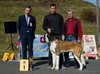 Klubová výstava Závažná Poruba 2017 - CAJC, Klubový vítěz mladých