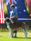 Beauty St.Bernard Star