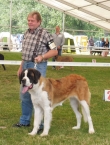 Beauty St.Bernard Star