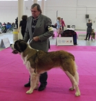 JCh. Beauty St.Bernard Star