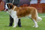 Belinda St.Bernard Star