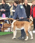 krátkosrsté feny - třída mladých