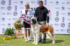 Holly vom Baronenschloss - V 1, CAC, Klubový vítěz, BOS