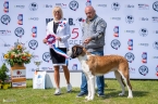 Sherpa du Grand St. Bernard - V 1, CAJC, Klubový vítěz mladých, BOJ, BIS Junior