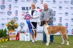 Sherpa du Grand St. Bernard - BIS JUNIOR