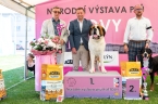 C.I.B. Viktor od Strážců hor