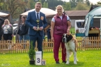 Camey Fortis Silesia