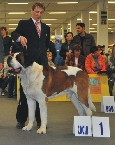 ICh. Tyronica Born For Winning