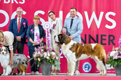 Ch. Napoleon od Strážců hor - BEST IN SHOW 3