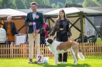 Carmen Silver Patron Dog - N 2