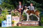 Napoleon od Strážců hor - V 1, CAC, Vítěz speciální výstavy, BOB