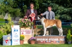 Glory od Strážců hor - V 1, CAC, Vítěz speciální výstavy, BOB, BIS