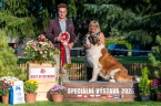 Gloria Wild od Strážců hor - V 1, BOV, Vítěz speciální výstavy veterán