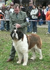 Ch. Artur z Mnichovského polesí