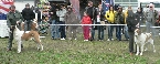 krátkosrsté feny o Národního vítěze