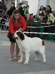 Ch. Fellix King´s Bayla