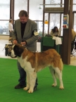 Beauty St.Bernard Star