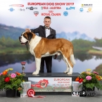 CH. WW. JCH. JWW. DANGER OD STRÁŽCŮ HOR - CAC, CACIB EUROPEAN WINNER, BEST OF BREED