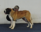 Evita Golden Bohemica