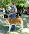 Beauty St.Bernard Star