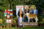 BEST OF BREED- ICh. WW. EW. Kiss of Konga Wielkopolski Bernardyn