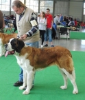 Beauty St.Bernard Star