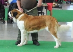 Belinda St.Bernard Star