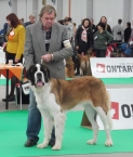 Beauty St.Bernard Star