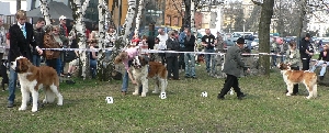 Dlouhosrstí o BOBa zleva Bernegarden´s Wish Upon a Star, Fábio od Natálky a Baby Agáta od Strážců hor