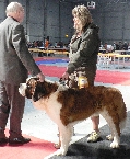 Ch. Zorro II. Olbrzym z Galicji