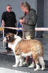 Ch. Haidy z Rubaničiek